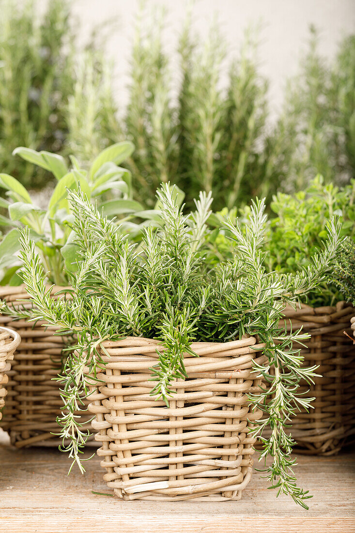 Rosmarinus officinalis 'Prostratus'