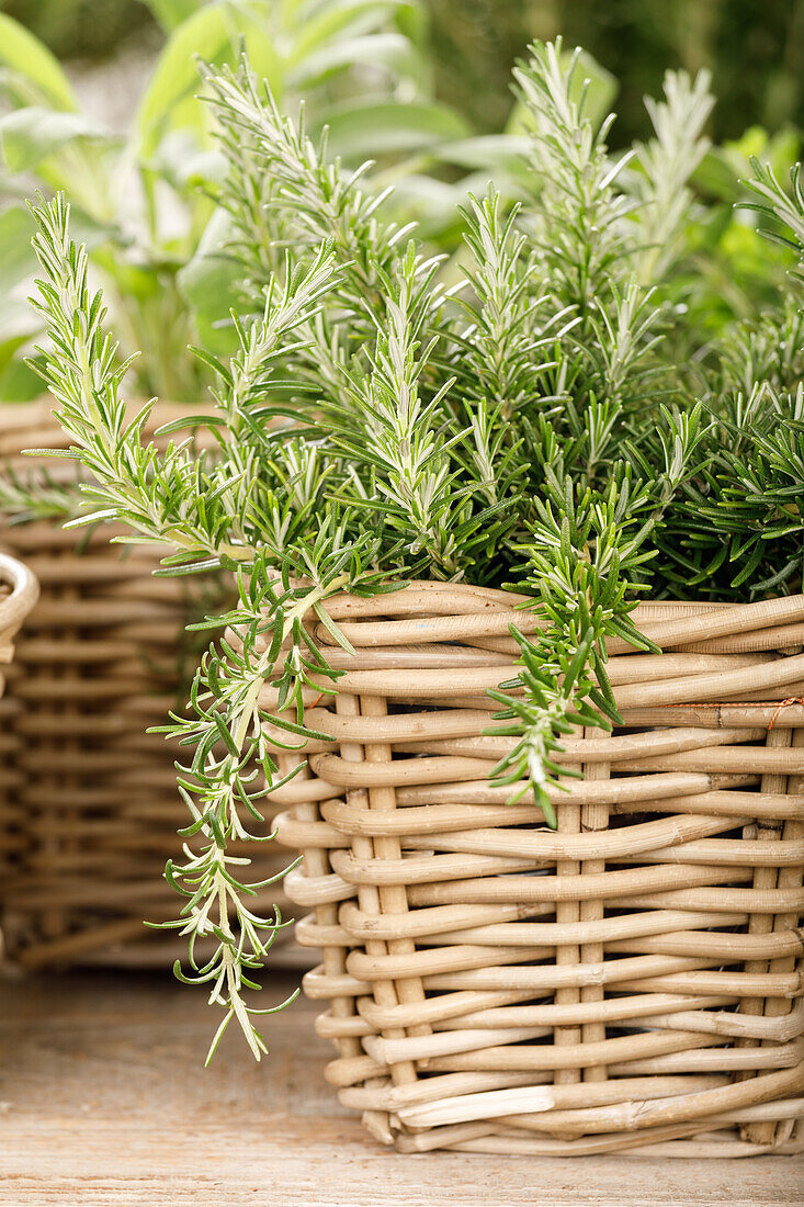 Rosmarinus officinalis 'Prostratus'