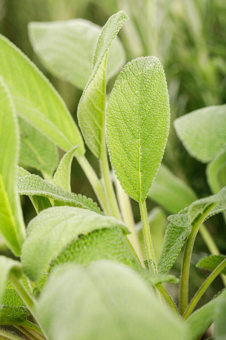 Salvia