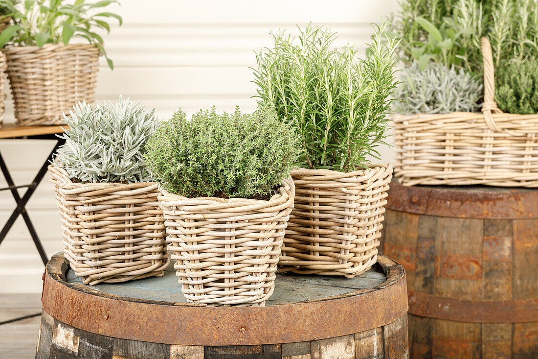 Lavandula, Rosmarinus officinalis, Thymus