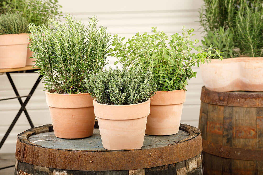 Thymus, Rosmarinus officinalis, Origanum vulgare