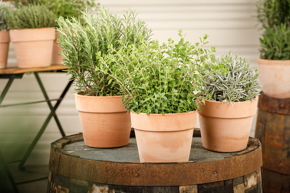 Lavandula, Rosmarinus officinalis, Origanum vulgare 