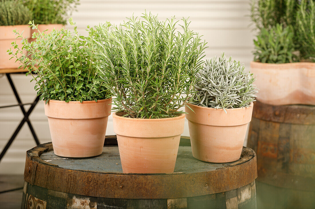 Lavandula, Rosmarinus officinalis, Origanum vulgare