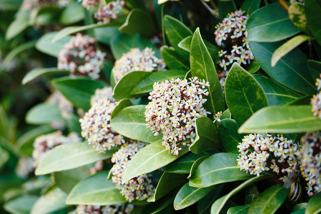 Skimmia japonica