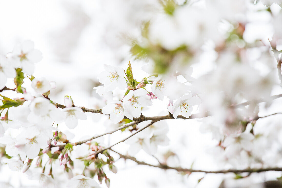 Prunus kurilensis 'Brilliant'