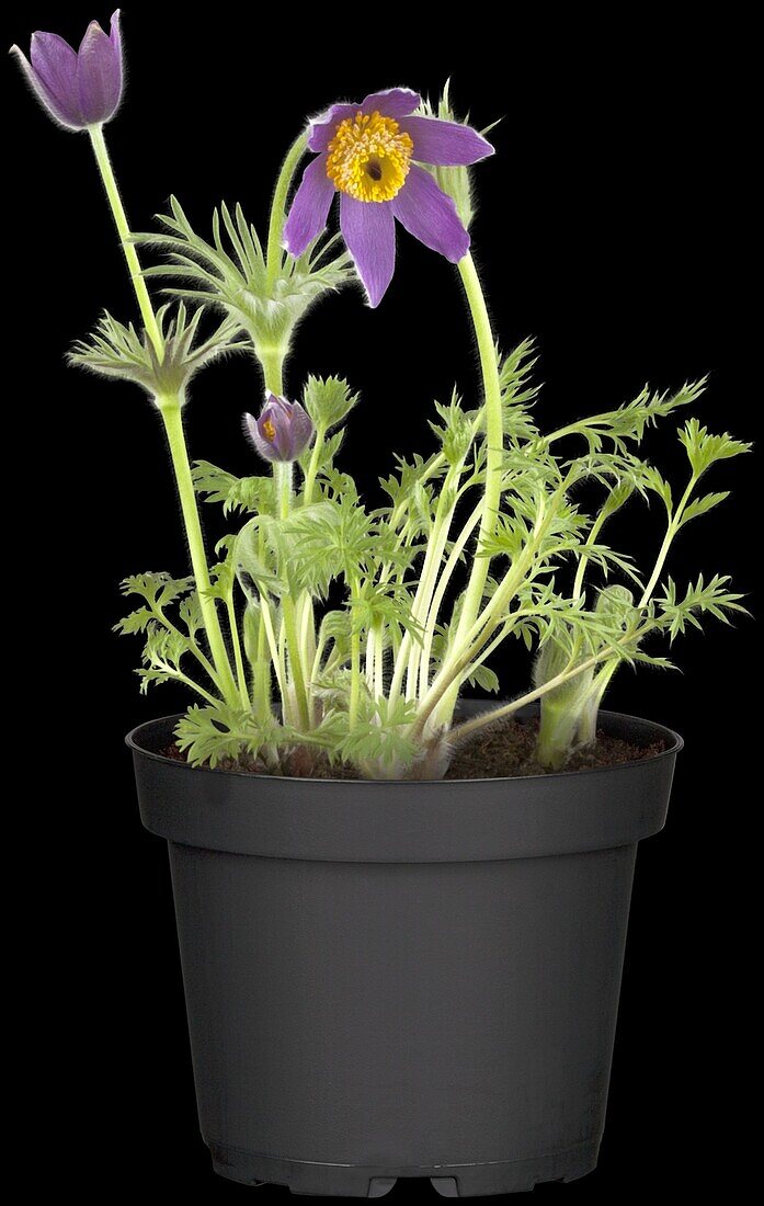 Pulsatilla vulgaris