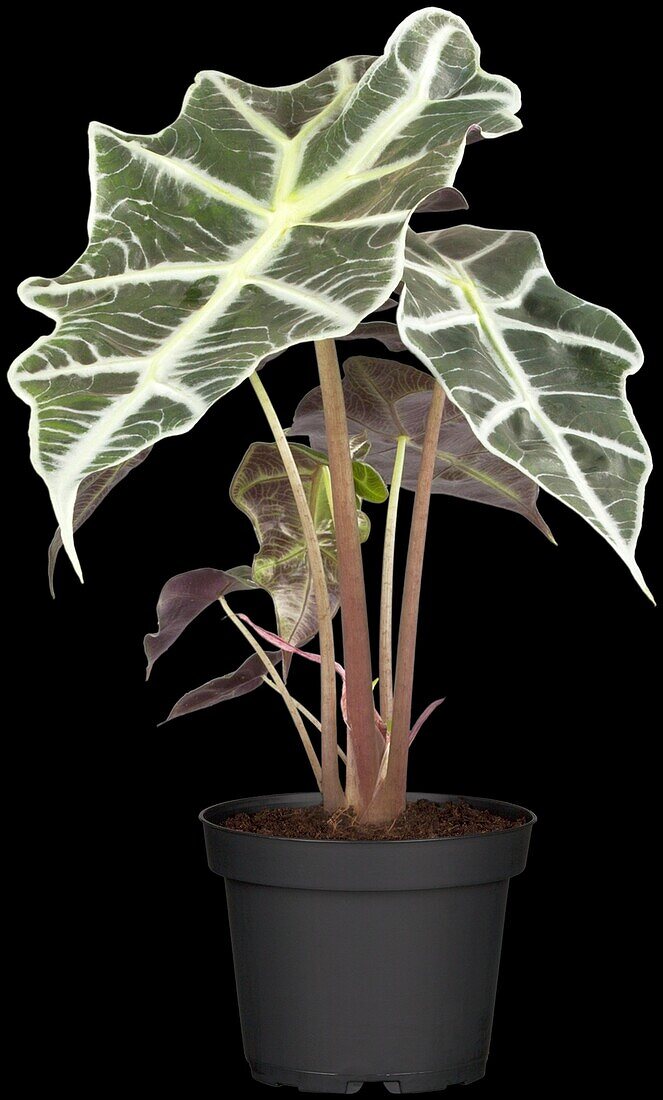 Alocasia x amazonica 'Polly'