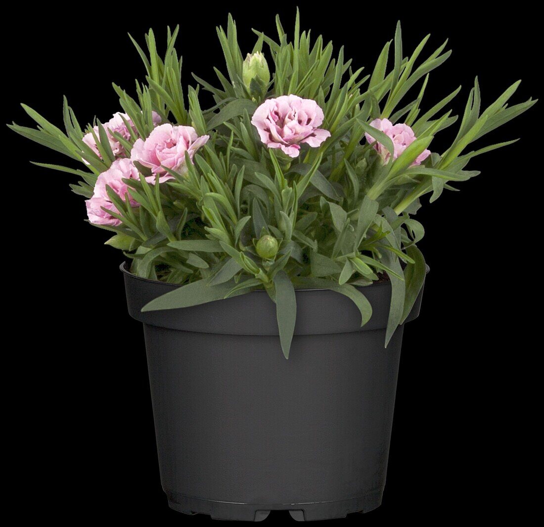 Dianthus 'SuperTrouper'®