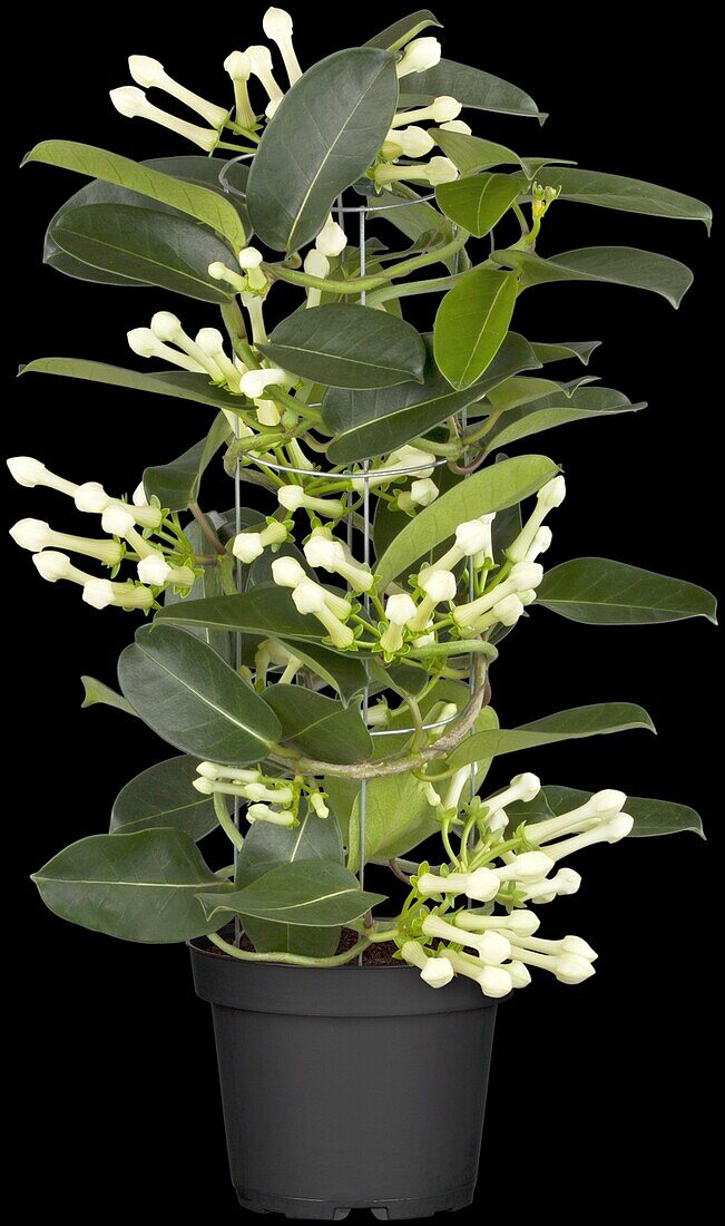 Stephanotis floribunda