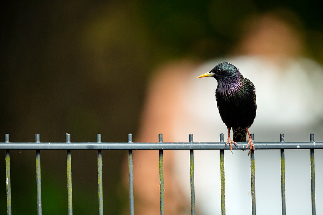 Sturnus vulgaris