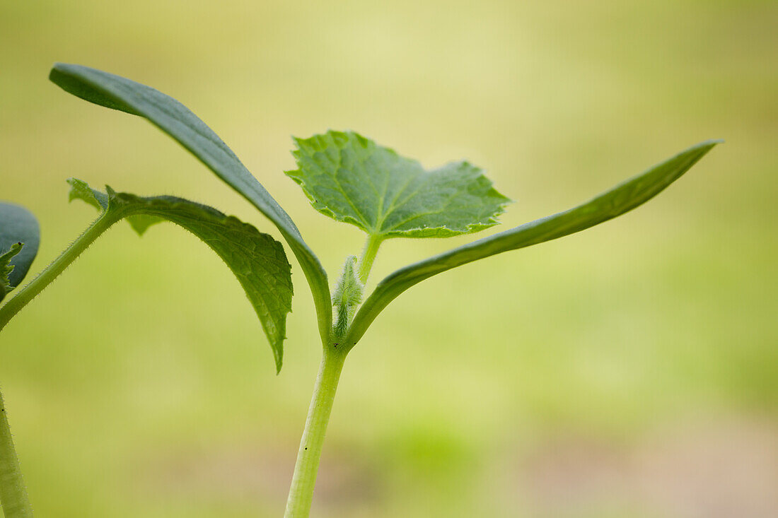 Cucumis sativus