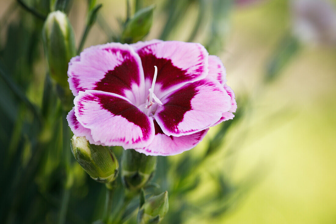 Dianthus caryophyllus