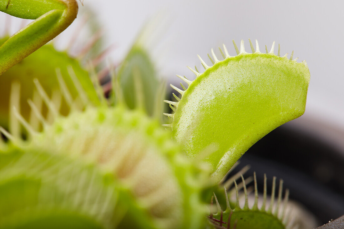 Dionaea