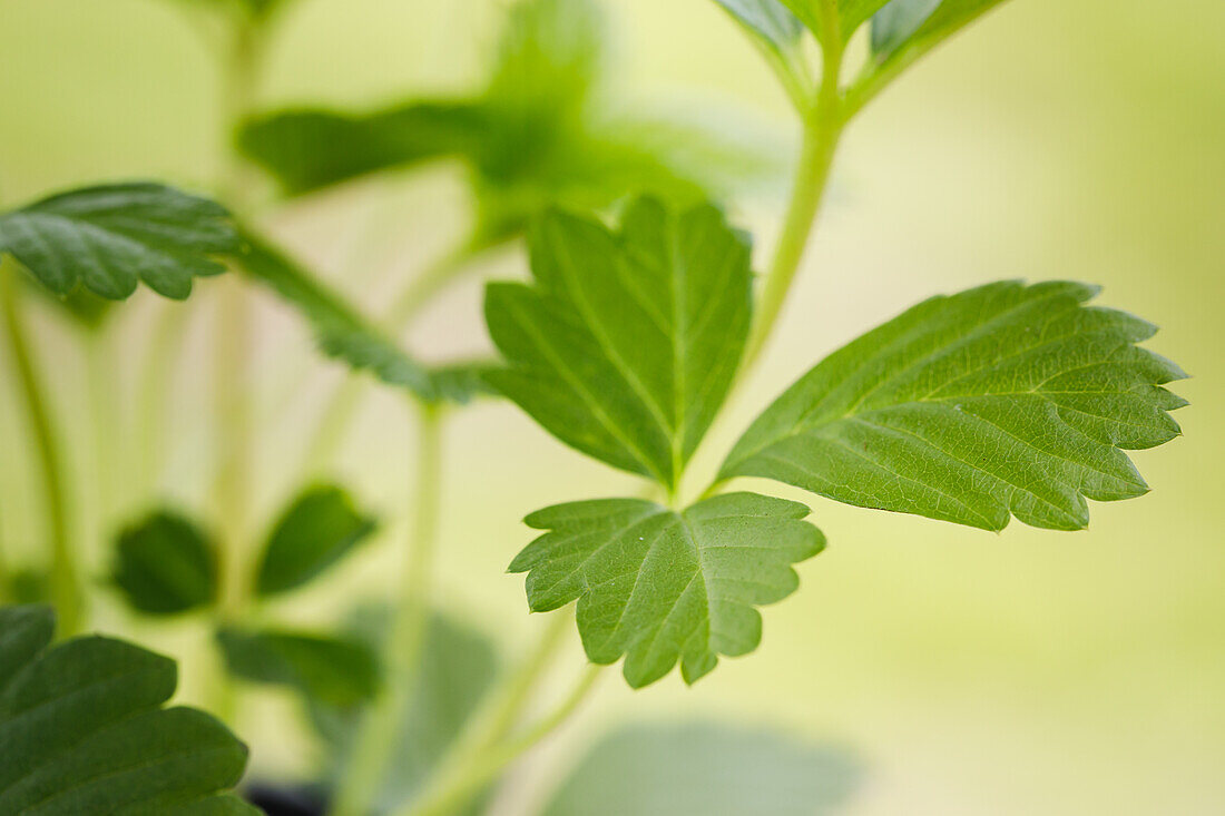 Fragaria vesca