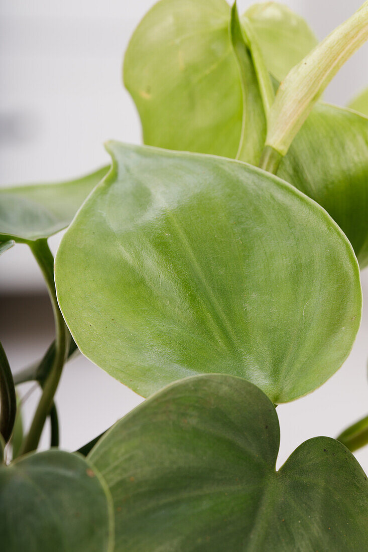 Philodendron scandens