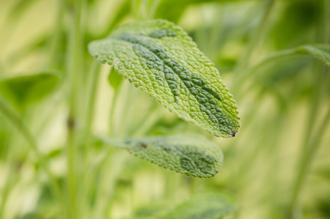 Salvia officinalis