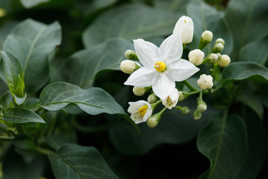 Solanum jasminoides