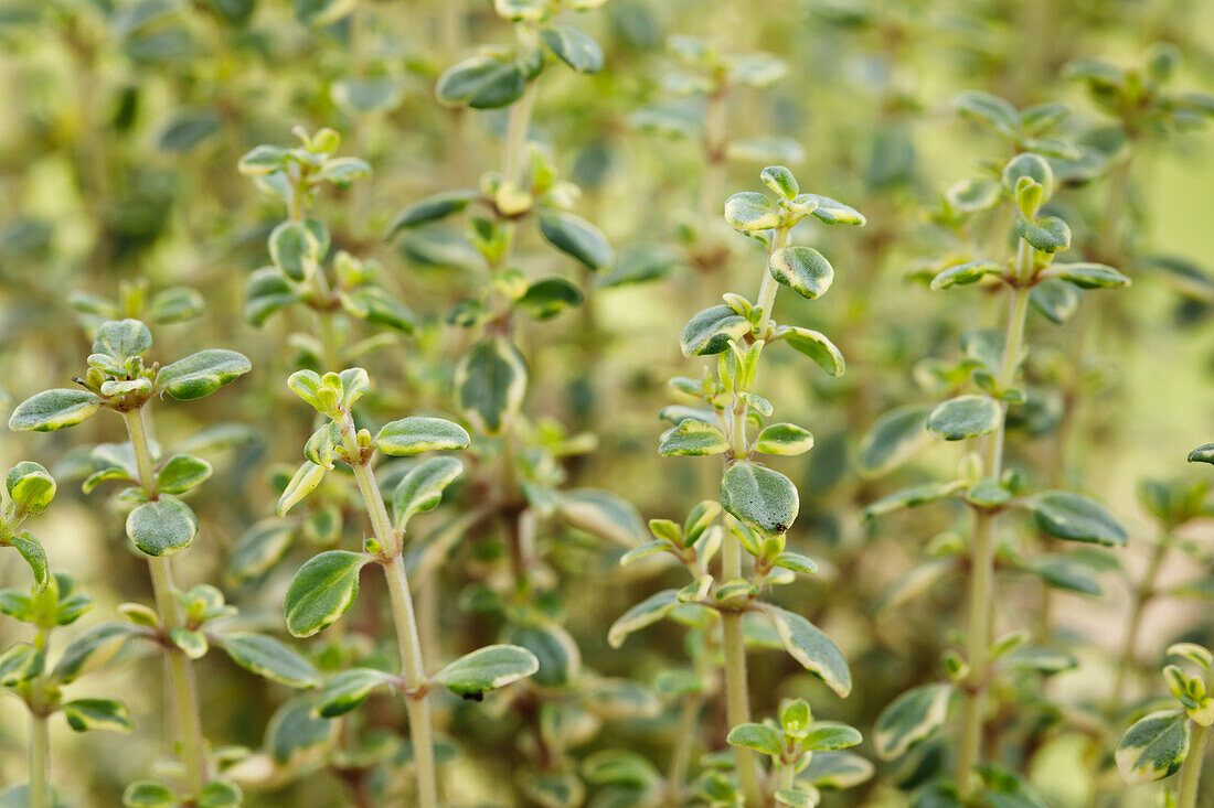 Thymus x citriodorus 'Mystic Lemon'