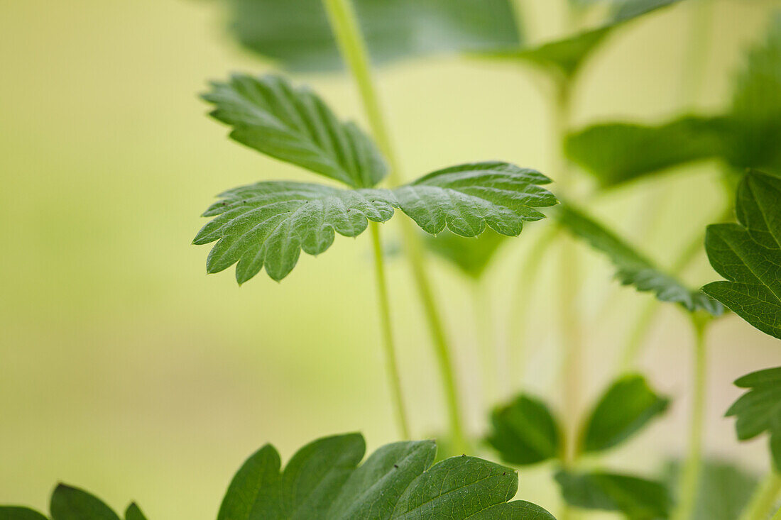 Fragaria vesca