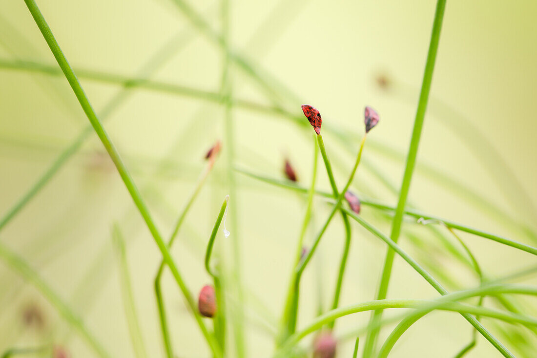 Chives, Allium schoenoprasum