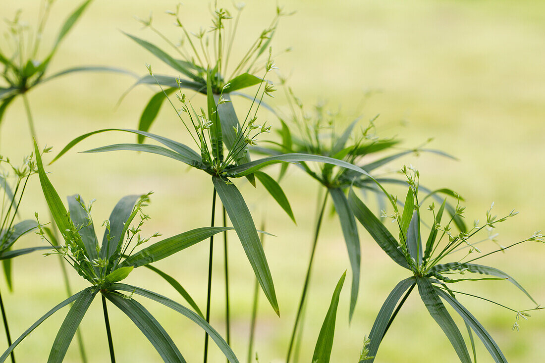 Cyperus diffusus 'Green Gold'