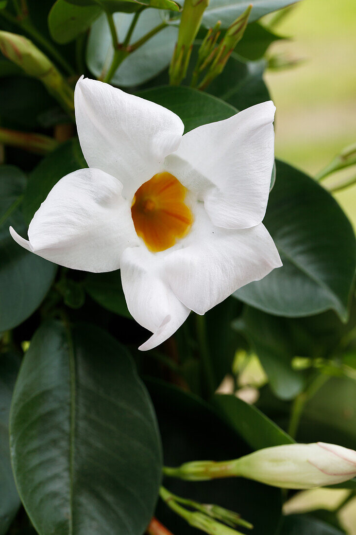 Mandevilla sanderi