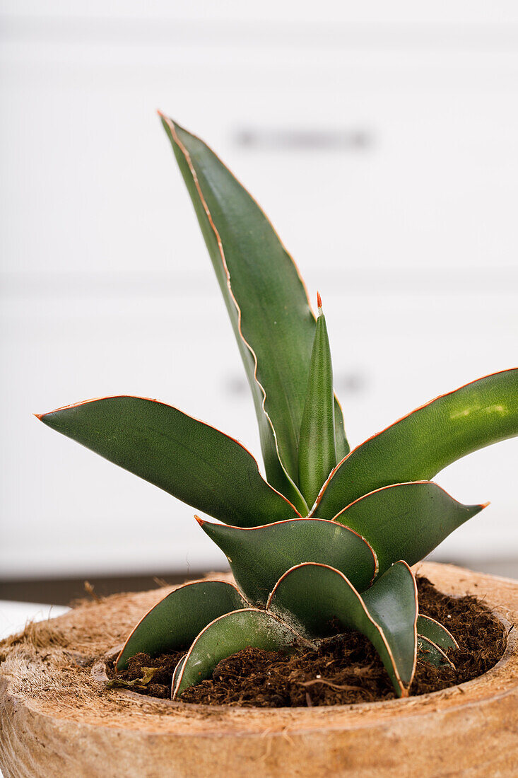 Sansevieria trifasciata