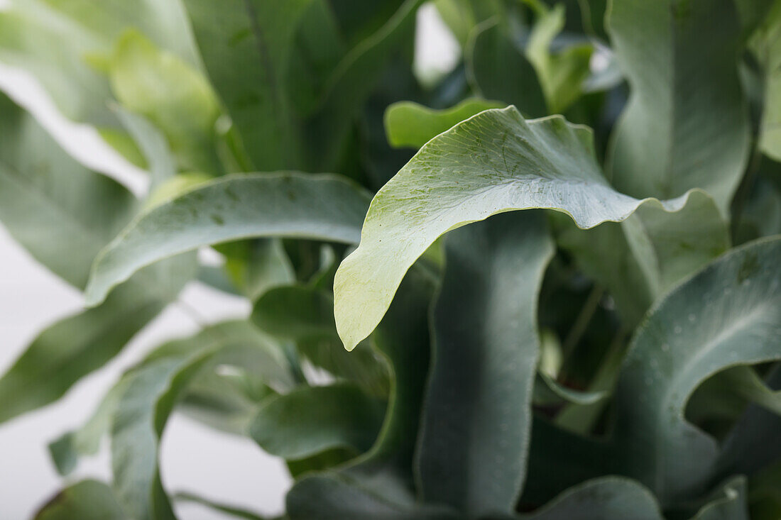 Phlebodium aureum 'Blue Star'