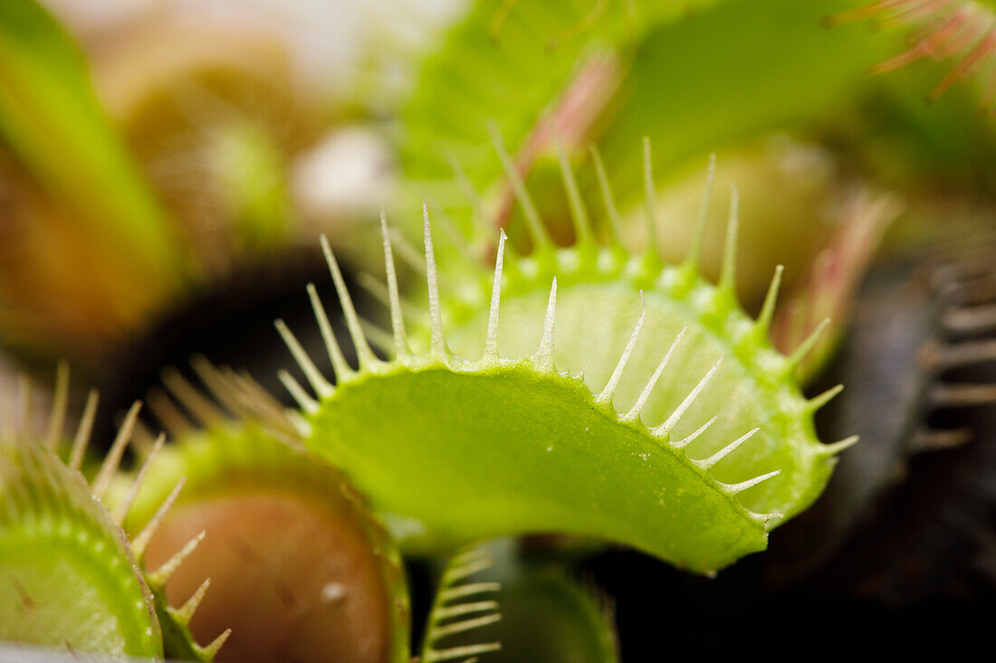 Dionaea