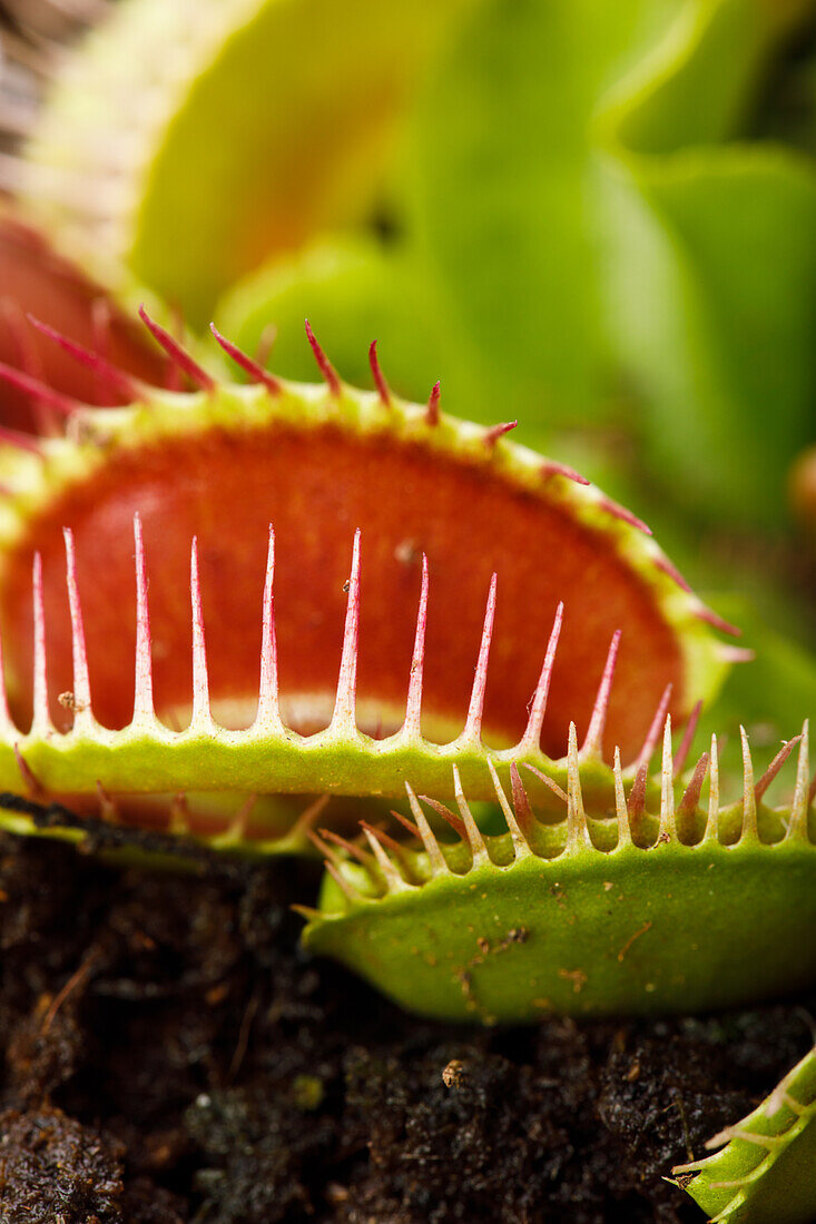 Dionaea