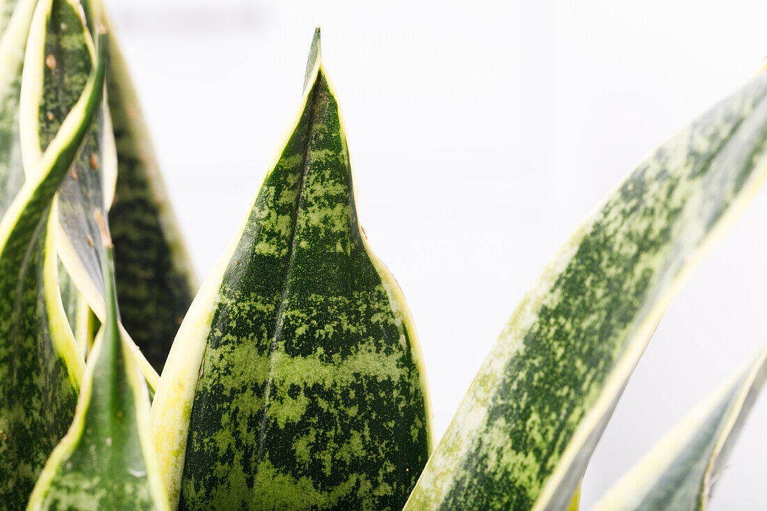 Sansevieria trifasciata