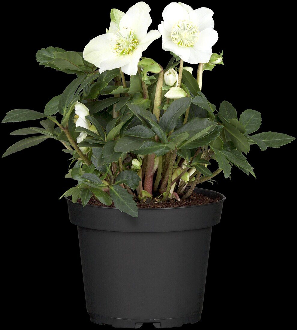 Helleborus niger