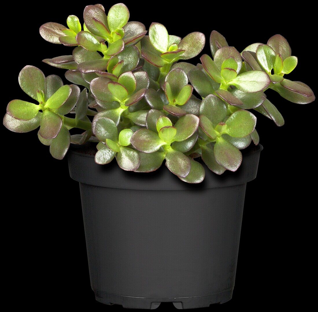 Crassula arborescens ssp. undulatifolia