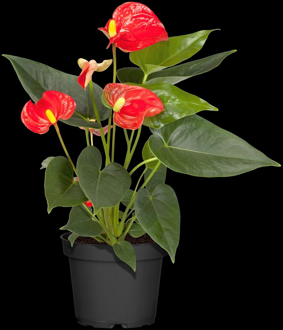 Anthurium x andreanum, red