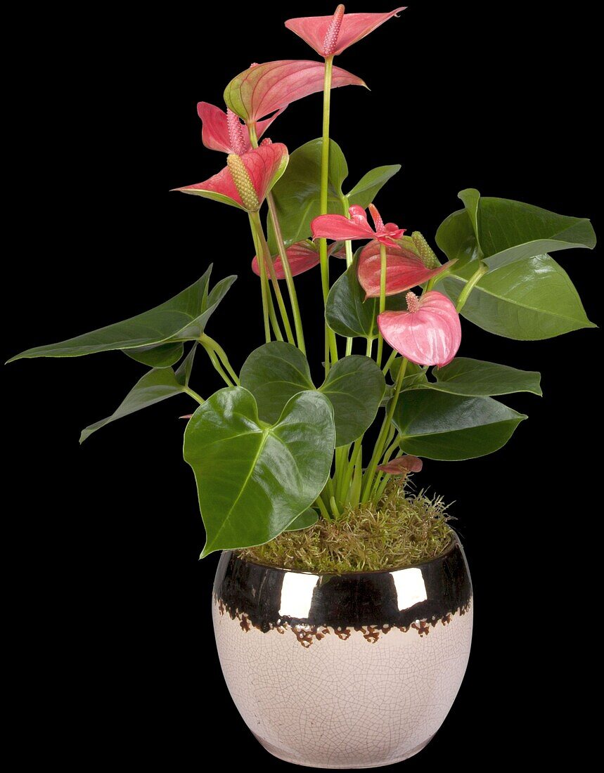 Anthurium x andreanum, pink