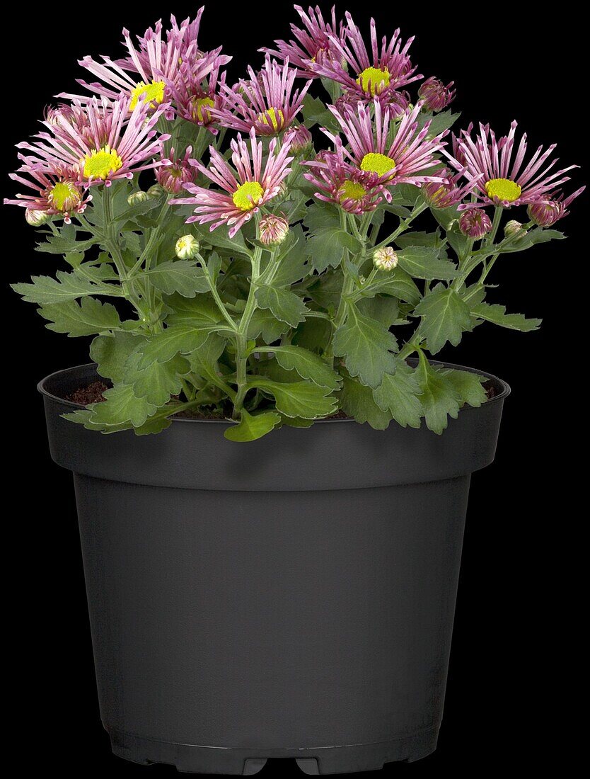 Chrysanthemum indicum 'Melodie'