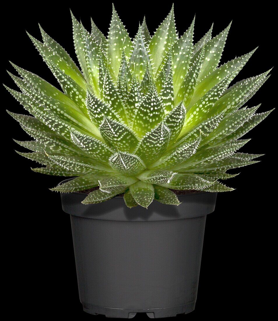 Aloe aristata