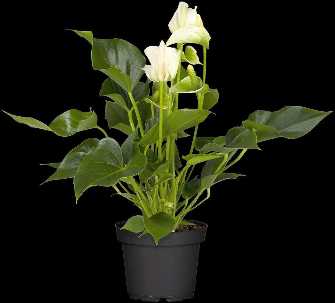 Anthurium x andreanum, white