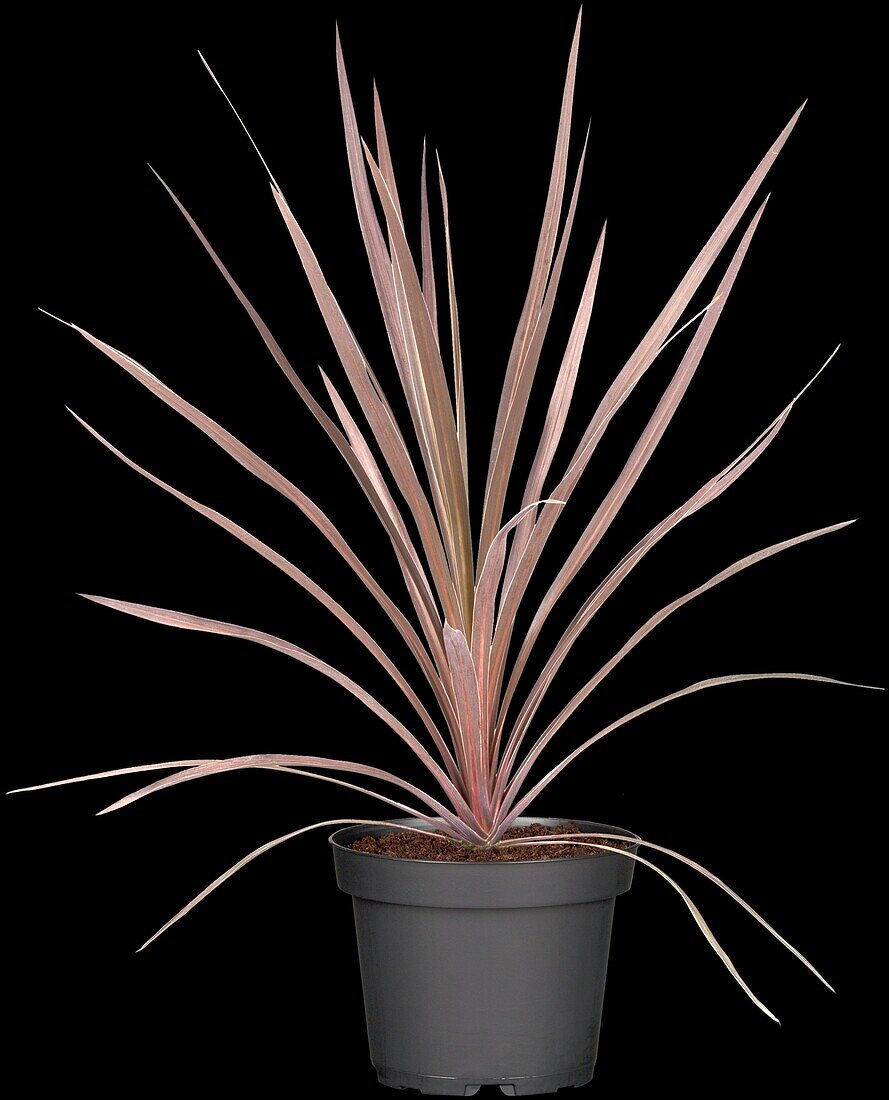 Cordyline australis 'Red Star'