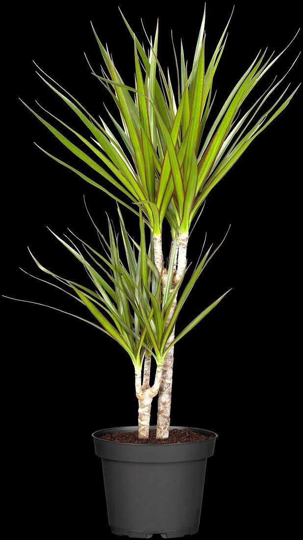 Dracaena marginata