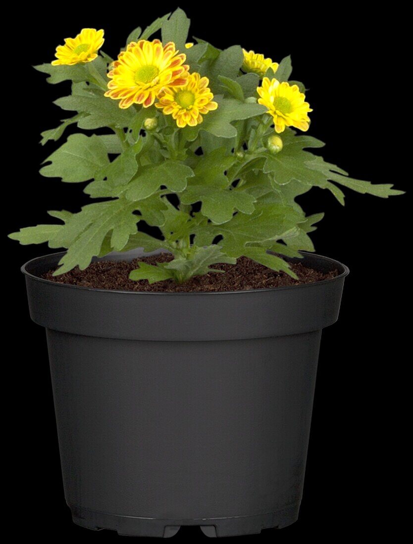 Chrysanthemum indicum, zweifarbig