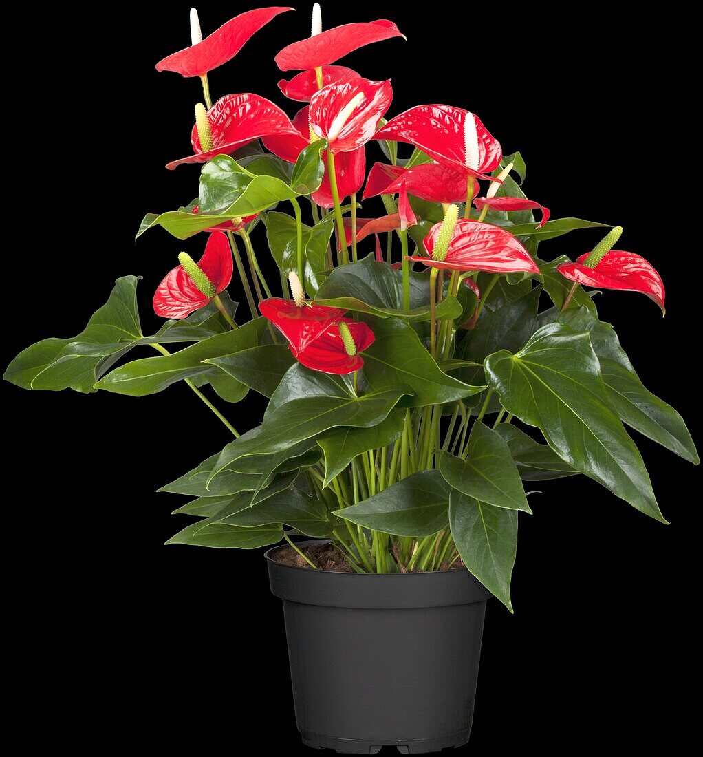 Anthurium x andreanum, red