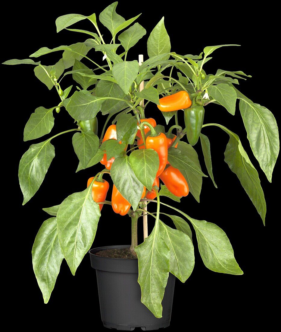 Capsicum annuum 'Pick a Pep'®, orange