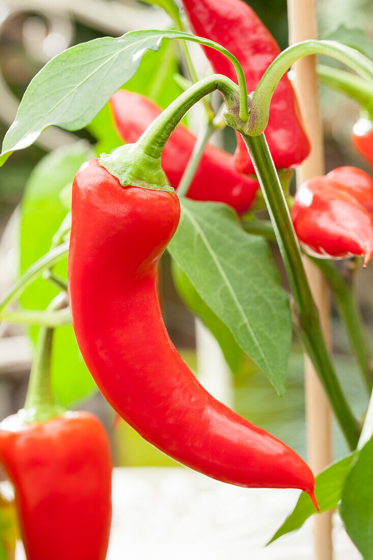 Capsicum annuum 'Pick a Hot® Pep Red Chile Pepper'