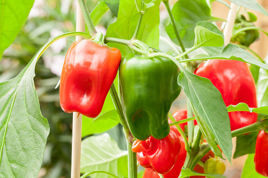 Capsicum annuum 'Pick a Pep'®