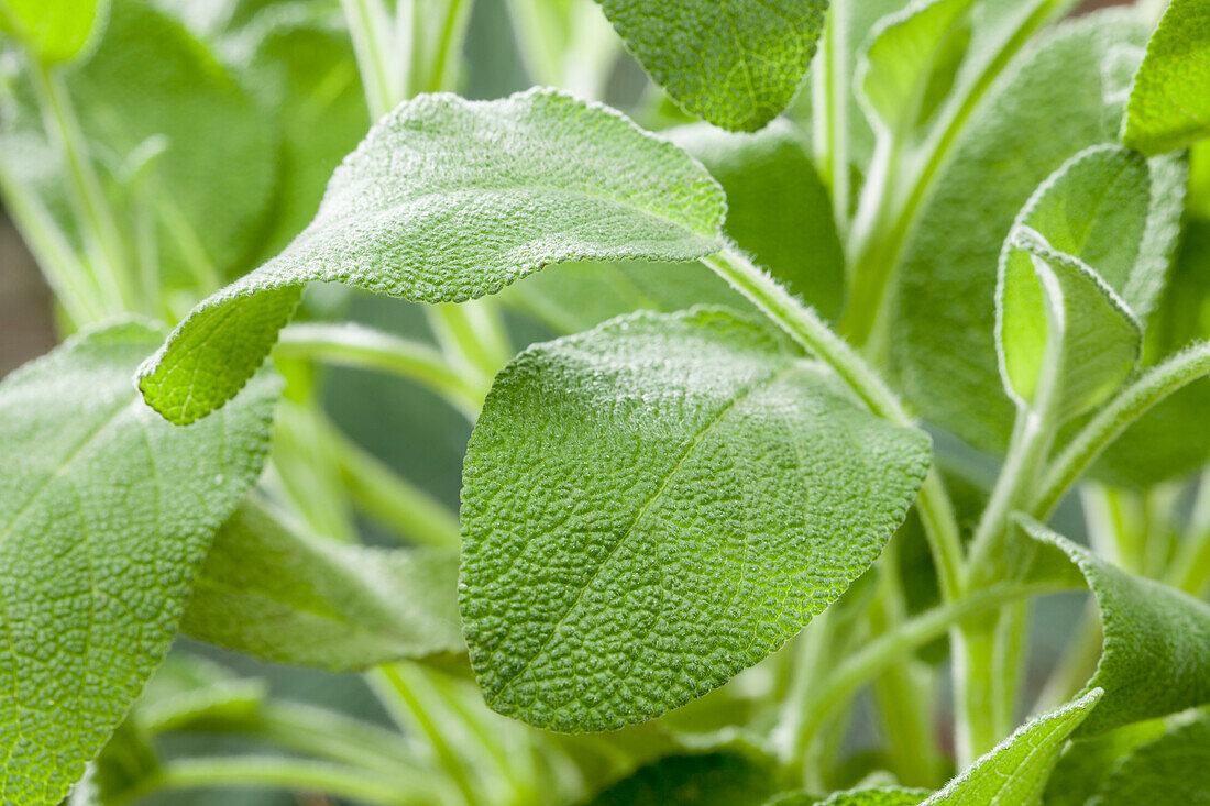 Salvia officinalis