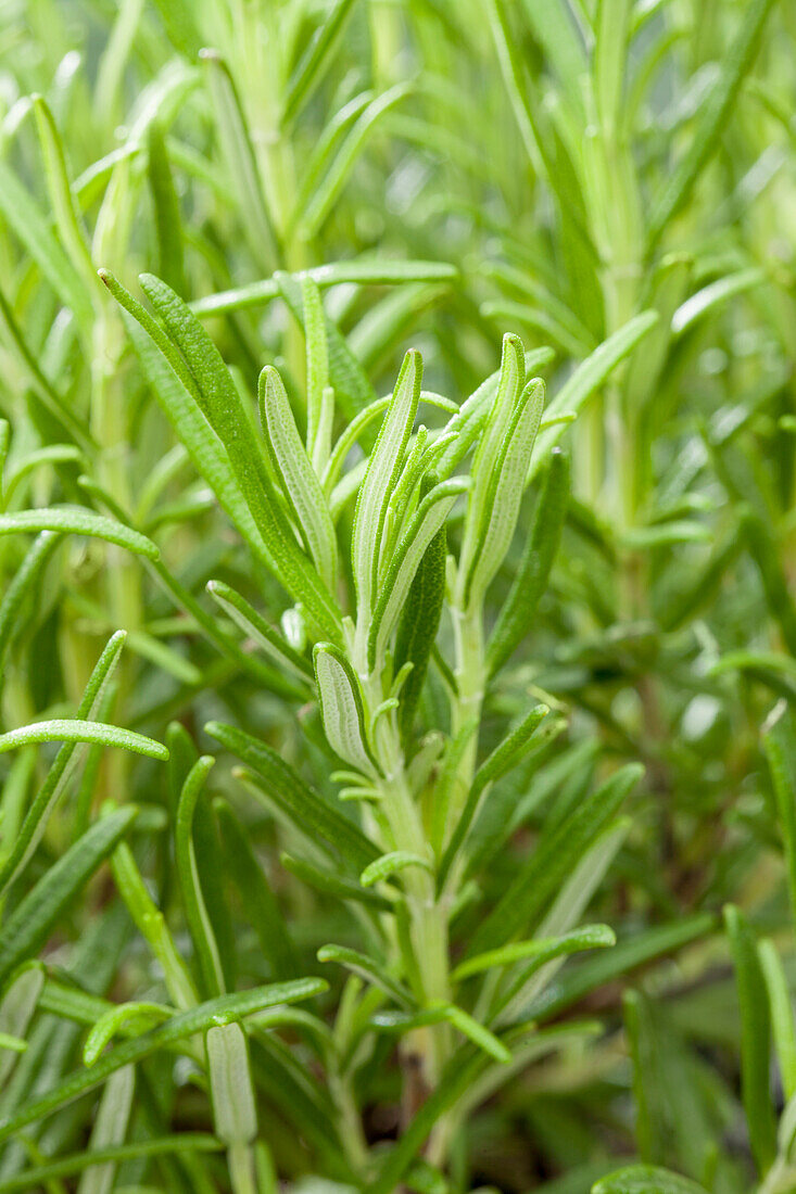 Rosmarinus officinalis