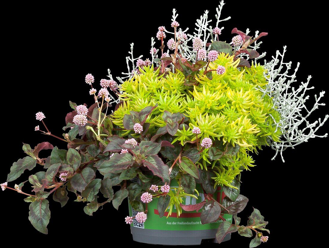 Sedum, Calocephalus brownii, Aconogonon capitatum