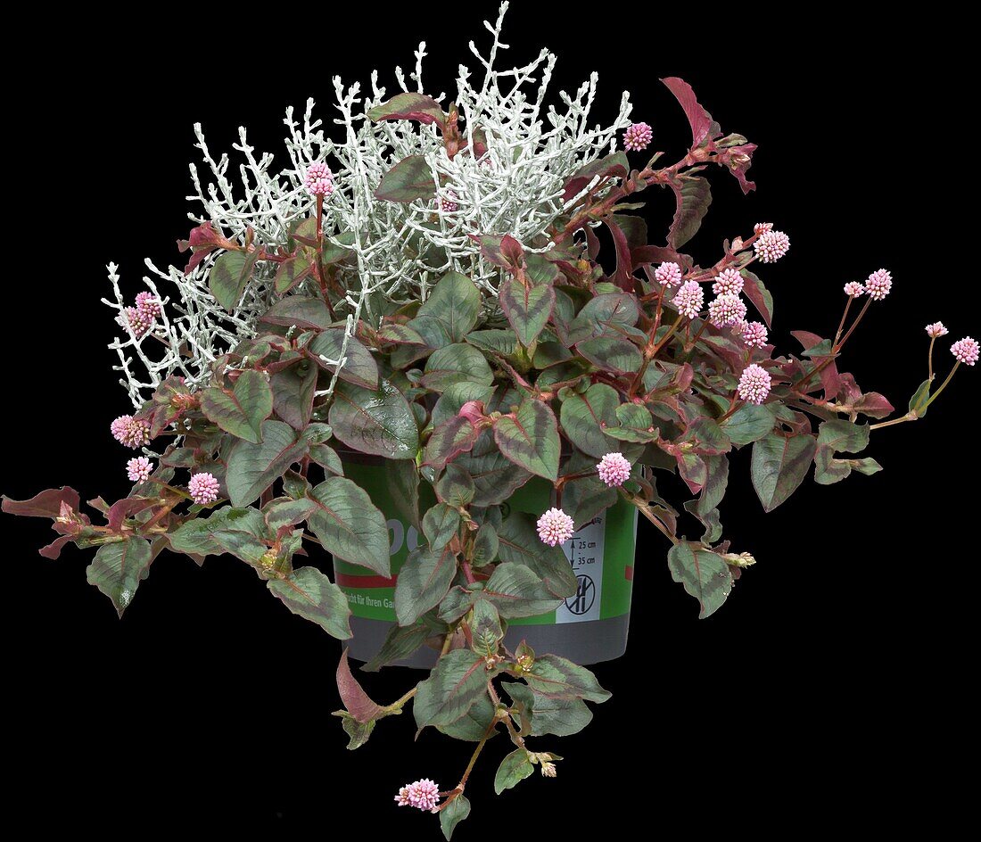 Calocephalus brownii, Aconogonon capitatum