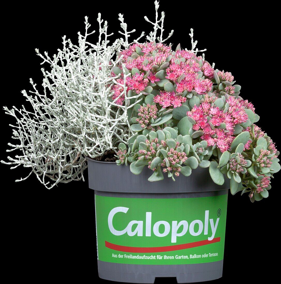 Calocephalus brownii, Sedum